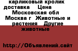 карликовый кролик. доставка. › Цена ­ 1 000 - Московская обл., Москва г. Животные и растения » Другие животные   